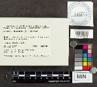 Arcyria denudata image