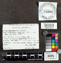 Arcyria denudata image