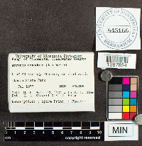 Arcyria denudata image