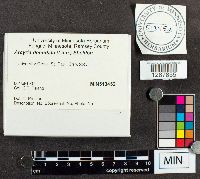 Arcyria denudata image