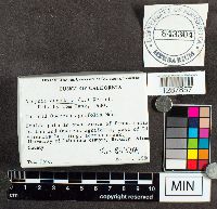 Arcyria denudata image