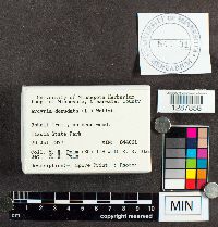 Arcyria denudata image