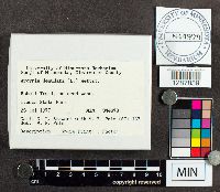 Arcyria denudata image