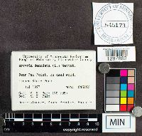 Arcyria denudata image