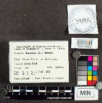 Arcyria denudata image