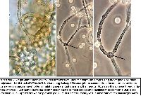 Arcyria occidentalis image