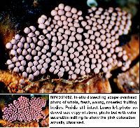 Arcyria occidentalis image