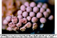 Arcyria occidentalis image