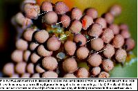 Arcyria occidentalis image