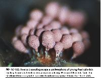 Arcyria occidentalis image