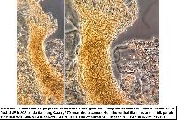 Arcyria occidentalis image