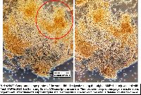 Arcyria occidentalis image