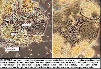 Arcyria occidentalis image