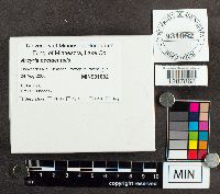 Arcyria occidentalis image