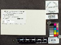 Media resource of Arcyria pomiformis