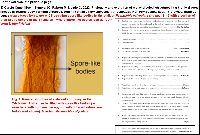 Arcyria pomiformis image