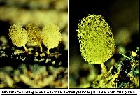 Arcyria pomiformis image