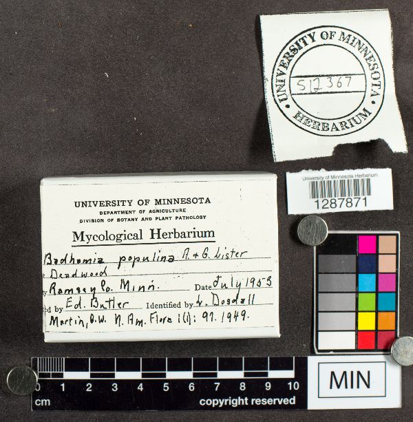 Badhamia populina image