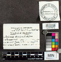 Physarum utriculare image