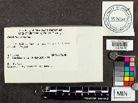 Brefeldia maxima image