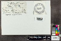 Brefeldia maxima image