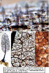 Stemonitopsis subcaespitosa image