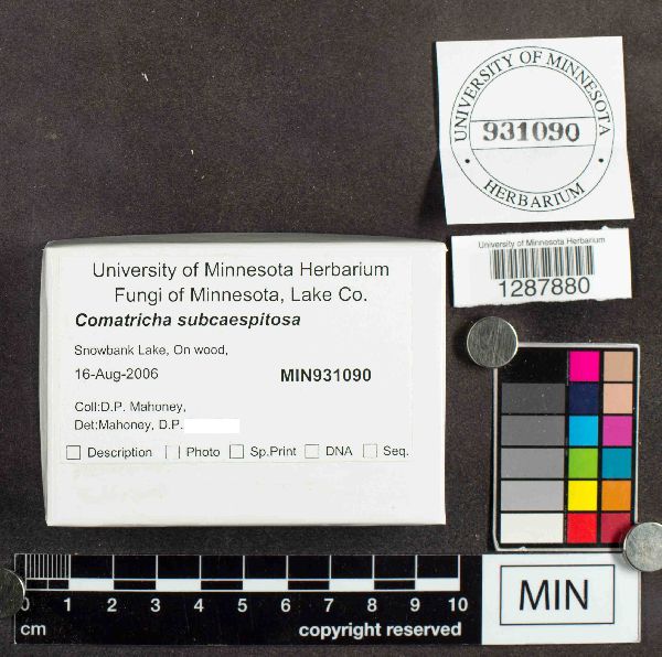 Stemonitopsis subcaespitosa image