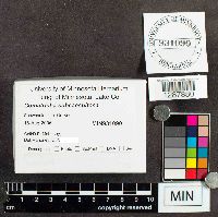 Media resource of Stemonitopsis subcaespitosa