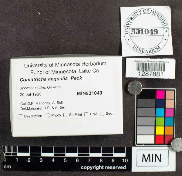 Stemonitopsis aequalis image