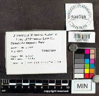 Media resource of Stemonitopsis aequalis