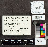 Comatricha pulchella image