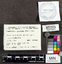 Stemonitopsis typhina image