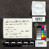 Stemonitopsis typhina image