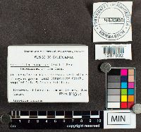 Stemonitopsis typhina image