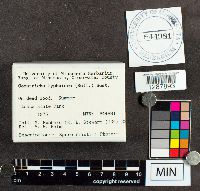 Stemonitopsis typhina image