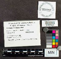 Stemonitopsis typhina image