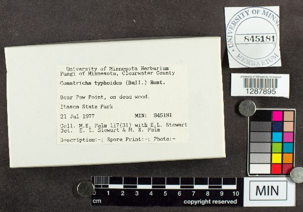 Stemonitopsis typhina image