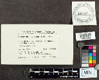 Stemonitopsis typhina image