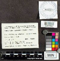 Stemonitopsis typhina image