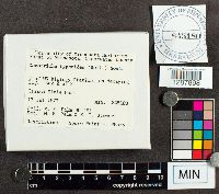 Stemonitopsis typhina image