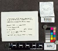 Stemonitopsis typhina image