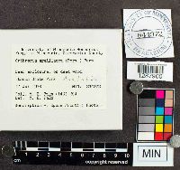 Cribraria argillacea image