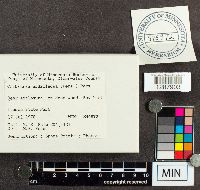 Cribraria argillacea image