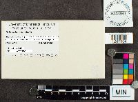 Media resource of Cribraria cancellata