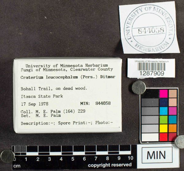 Craterium leucocephalum image