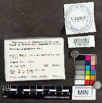 Diderma crustaceum image