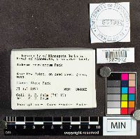 Diderma crustaceum image
