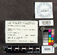 Diderma crustaceum image