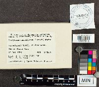 Cribraria cancellata image