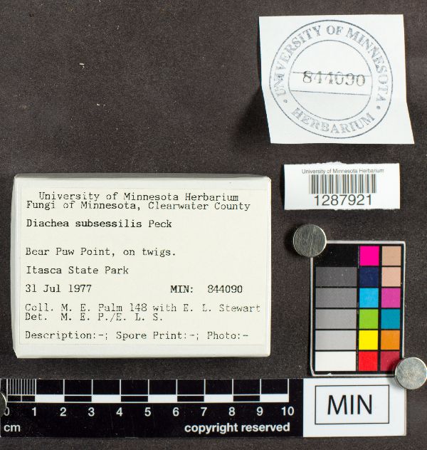 Diachea subsessilis image